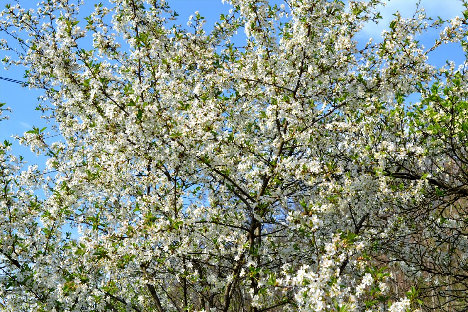 Spring ,April 2023