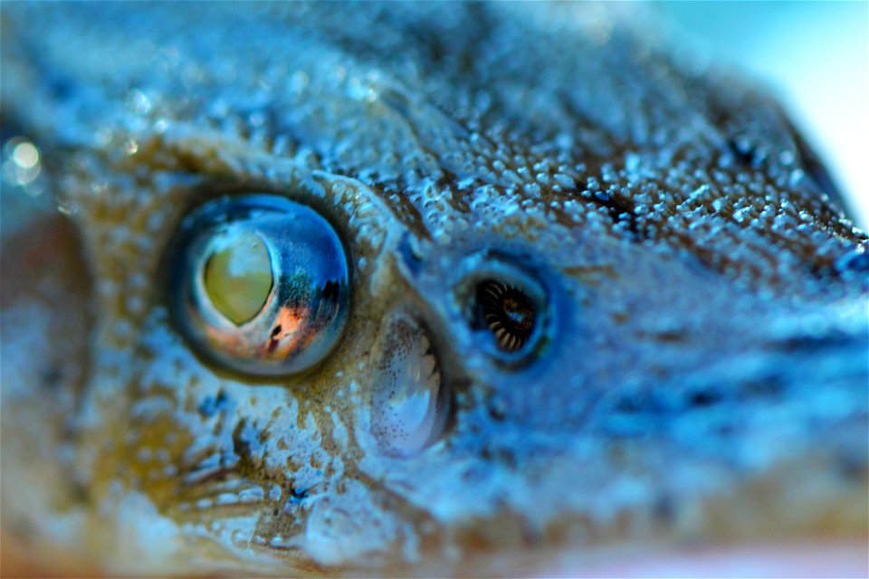 Juvenile Lake Sturgeon Eye