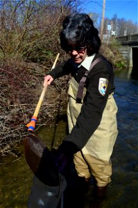 Fish biologist Mary Henson looks looking for non-target species during a sea lamprey control treatment.