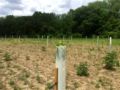 Miami County Park restoration photo