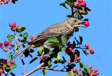 Sage thrasher at Seedskadee National Wildlife Refuge