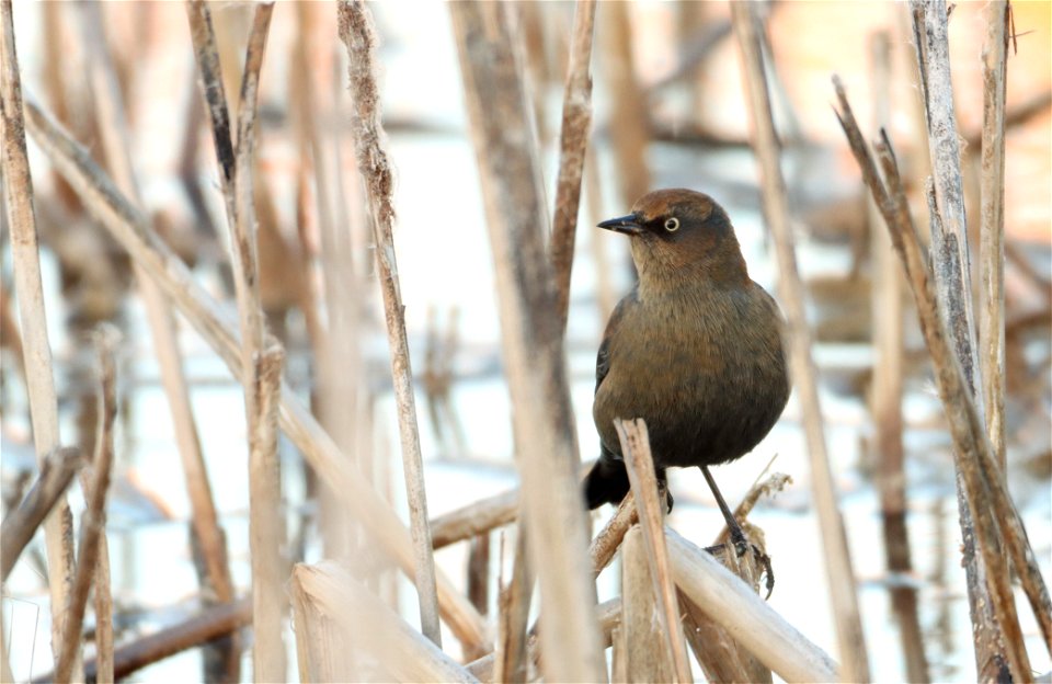 Rusty Blackbird Huron Wetland Management District South Dakota photo