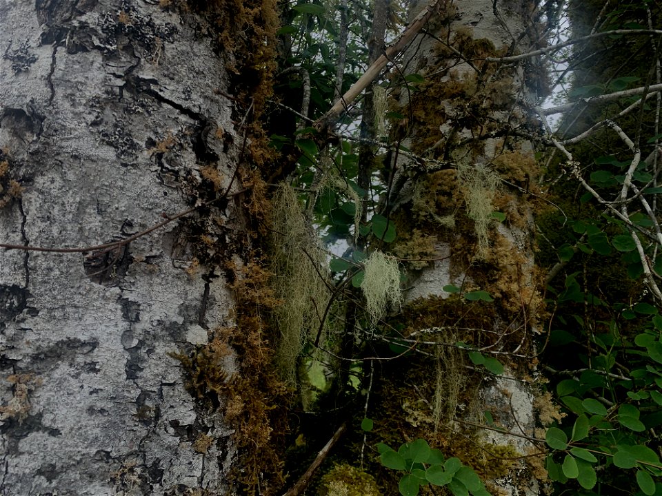 Old Sauk, Mt. Baker-Snoqualmie National Forest. Photo by Sydney Corral June 28, 2021