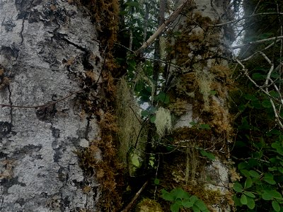 Old Sauk, Mt. Baker-Snoqualmie National Forest. Photo by Sydney Corral June 28, 2021