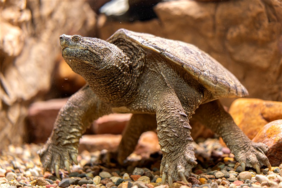 Common snapping turtle by Sam Stukel, USFWS