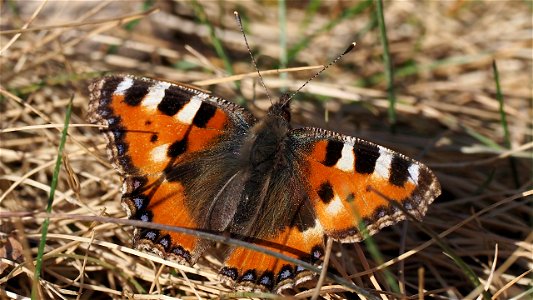 Aglais urticae (Kleiner Fuchs)