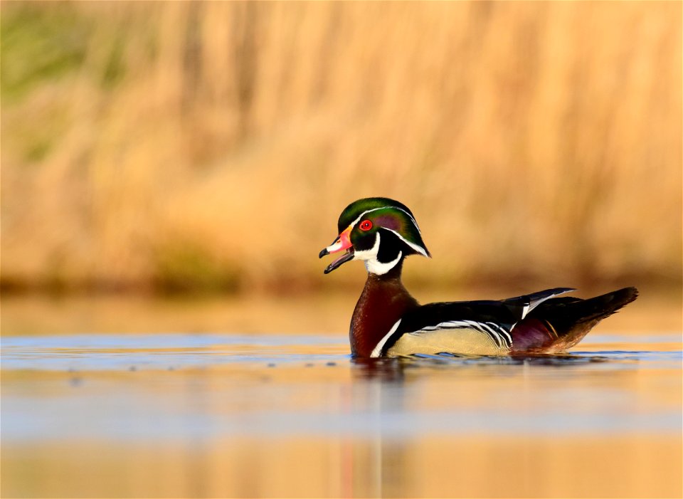 Wood duck at Seedskadee National Wildlife Refuge