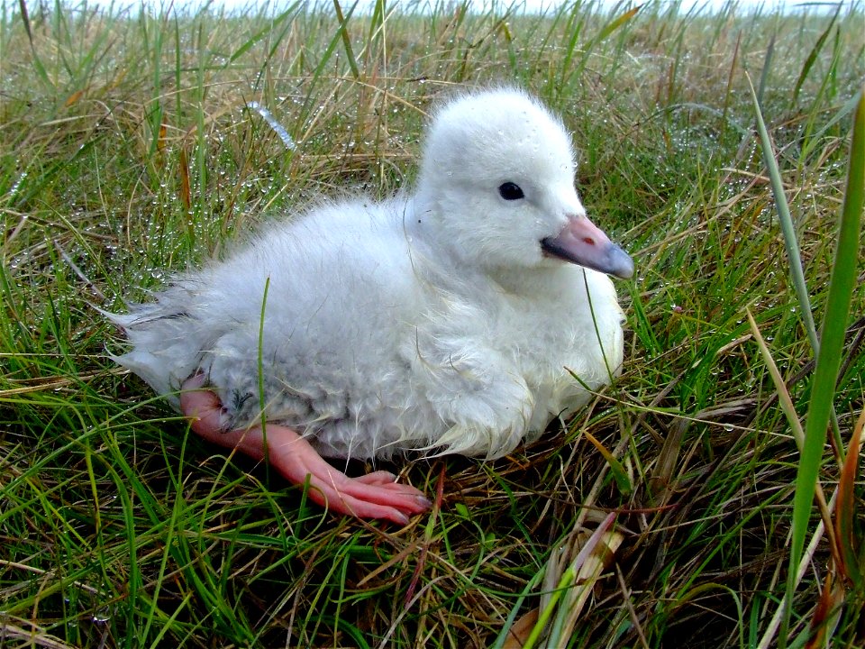 Tundra swan fledgling