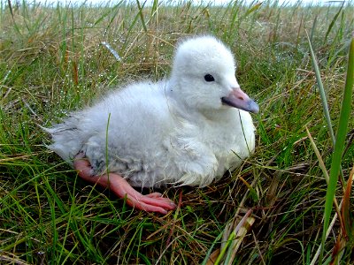 Tundra swan fledgling photo