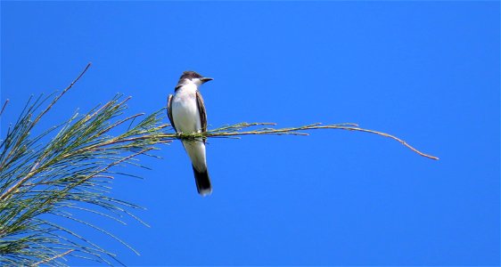 Eastern Kingbird