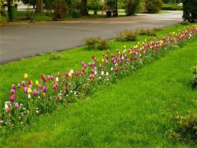 Herestrau Park in spring (49)