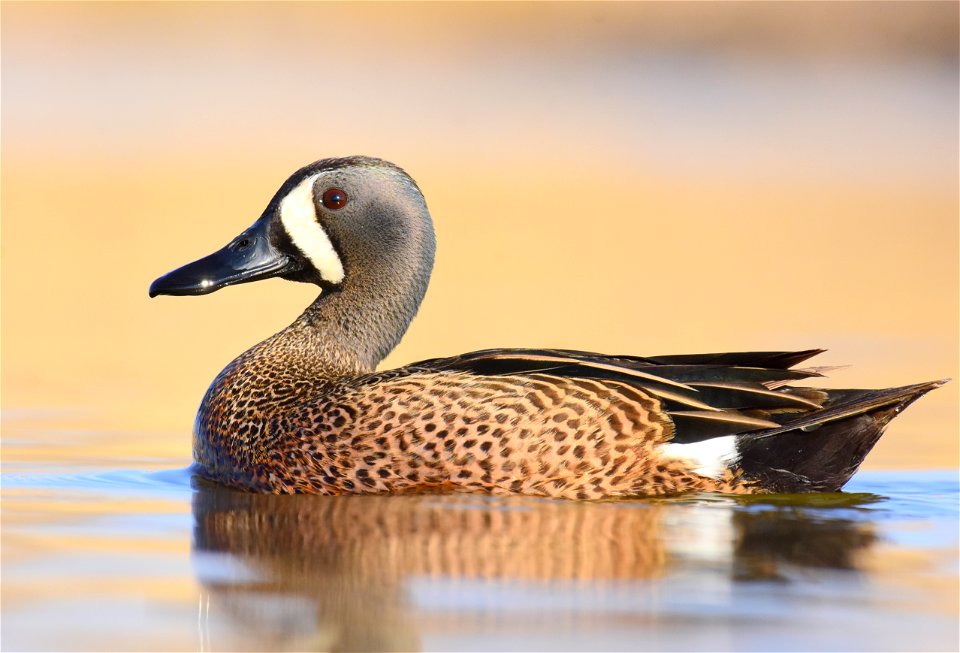 Blue-winged teal at Seedskadee National Wildlife Refuge