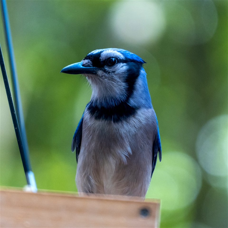 Day 146 - Blue Jay photo