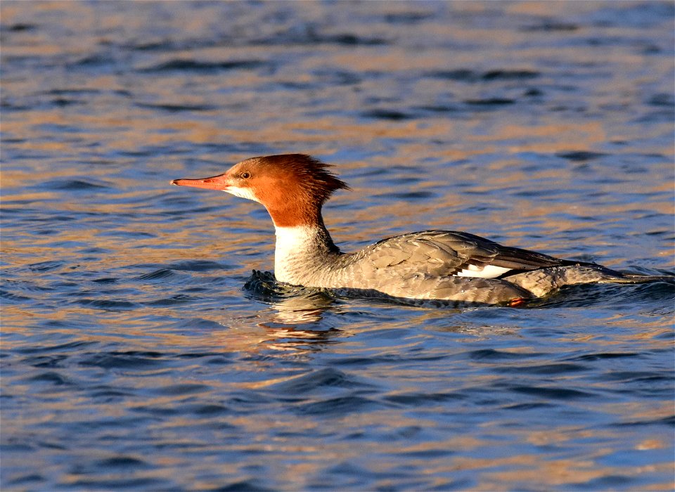 Common merganser at Seedskadee National Wildlife Refuge