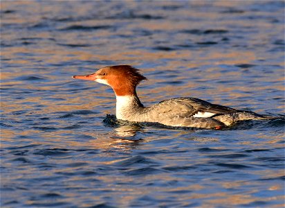 Common merganser at Seedskadee National Wildlife Refuge