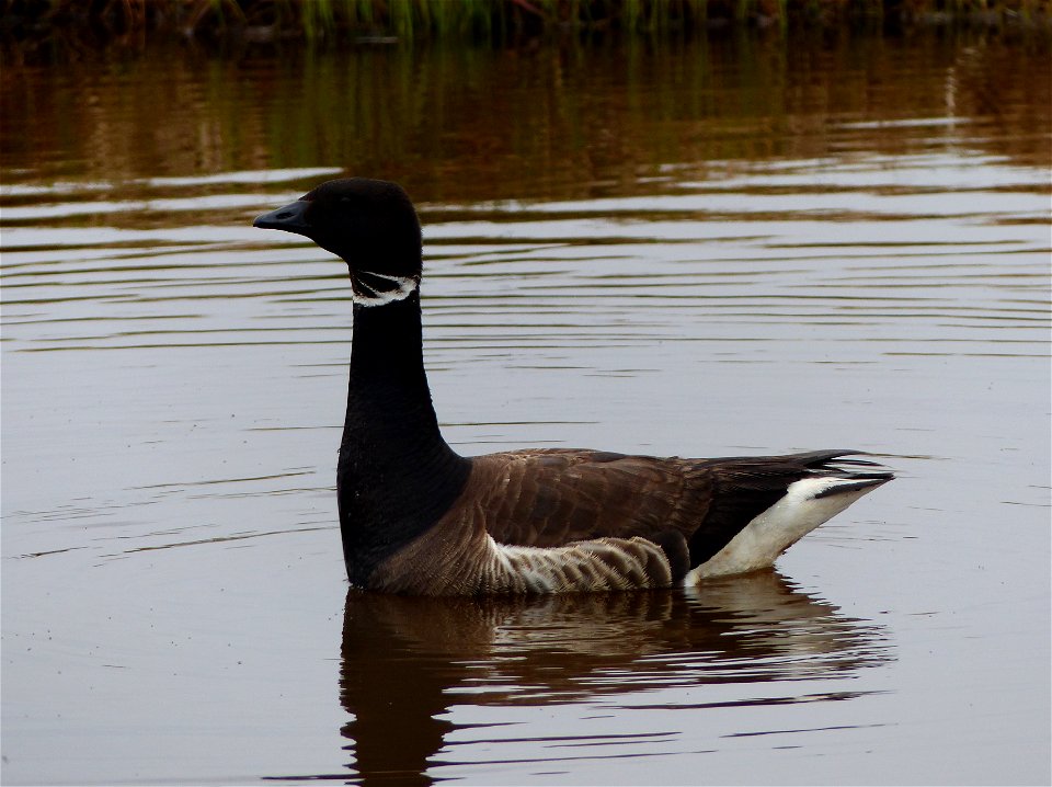 Black Brant photo