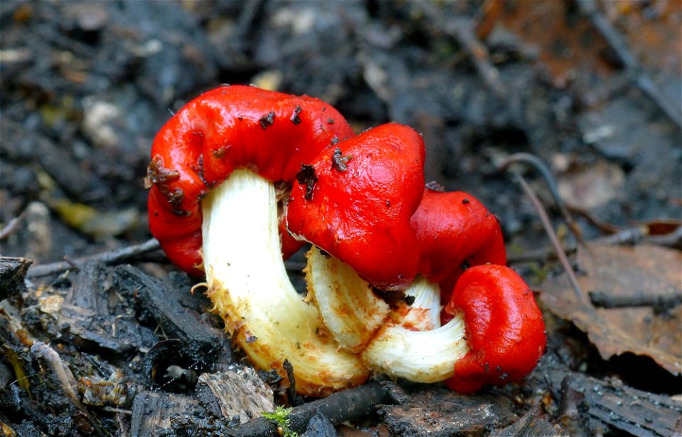 Scarlet pouch (Weraroa erythrocephala)