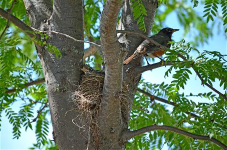 Robin guarding its nest photo
