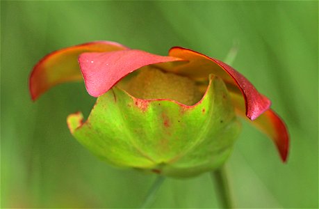 NC 25 - RED PITCHER PLANT (Sarracenia rubra) (05-20-2023) green swamp ecological area, brunswick co, nc -06