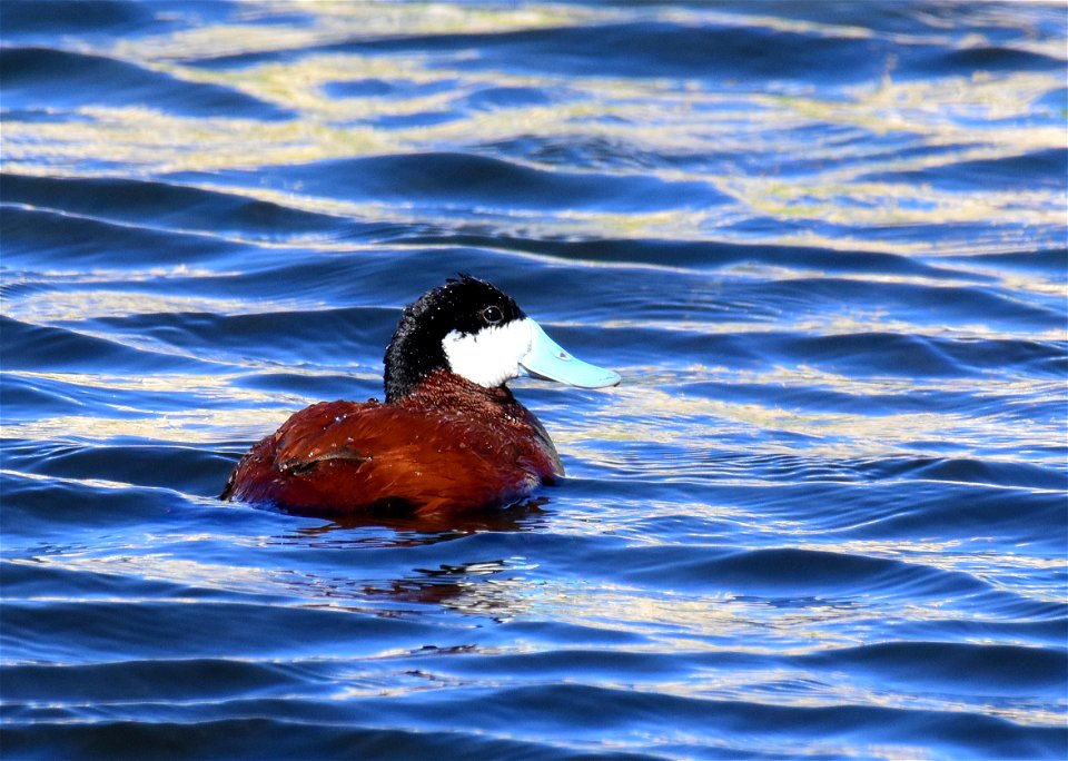 Ruddy duck at Seedskadee National Wildlife Refuge