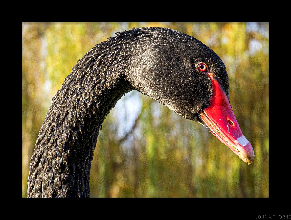 Black Swan Portrait