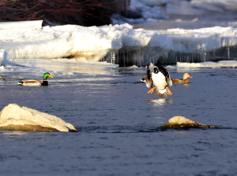 Common goldeneye at Seedskadee National Wildlife Refuge