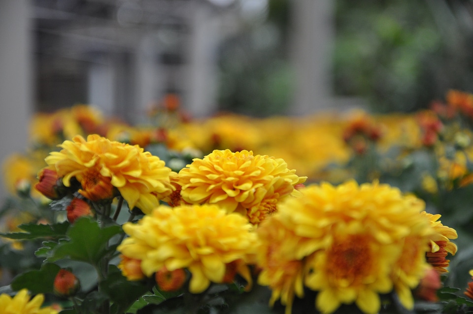 Close-up plant yellow