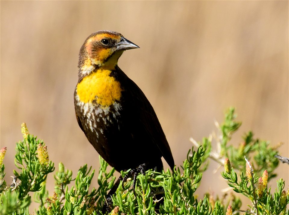 Yellow headed blackbird at Seedskadee National Wildlife Refuge