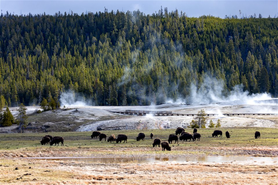 Bison graze the fields of Upper Geyser Basin