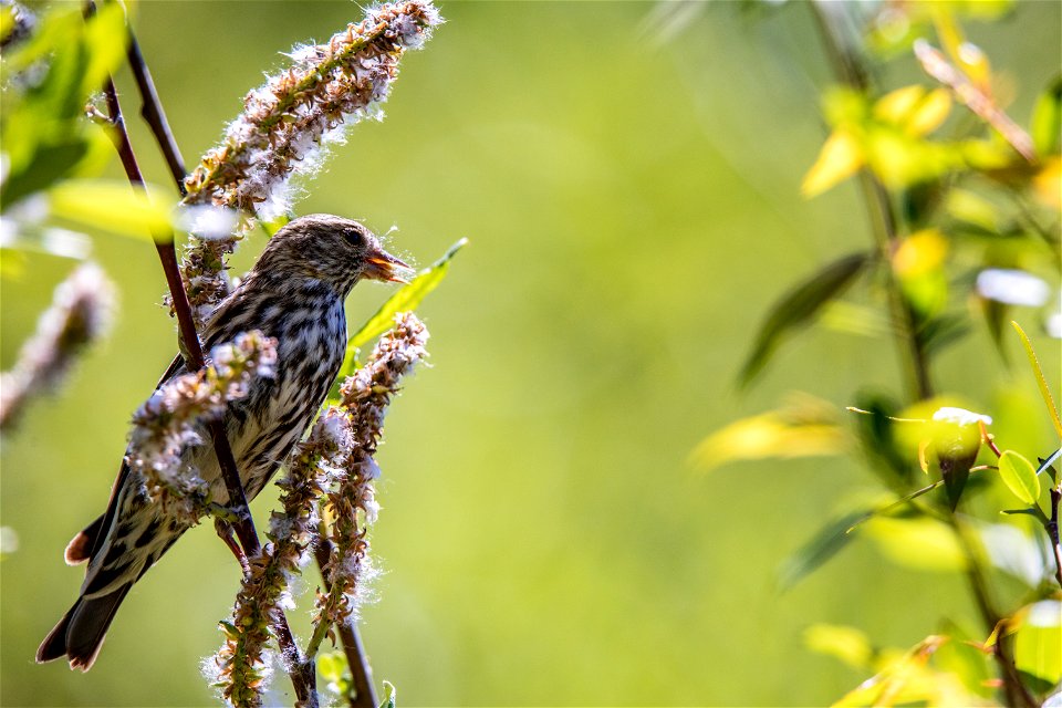 Pine Siskin - Spinus pinus