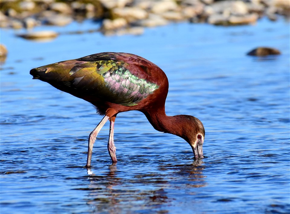 White-faced ibis at Seedskadee National Wildlife Refuge