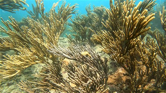 Current and Bearded Fire Worm Taganga Colombia