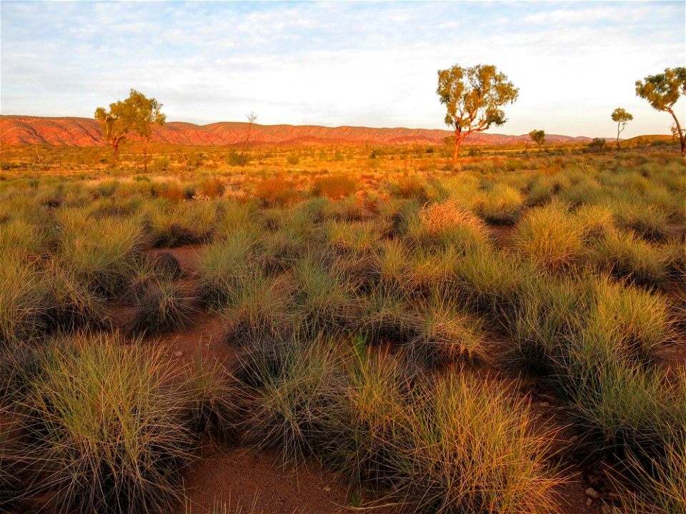 Between Finke River and Rocky Bar Gap (section 11)