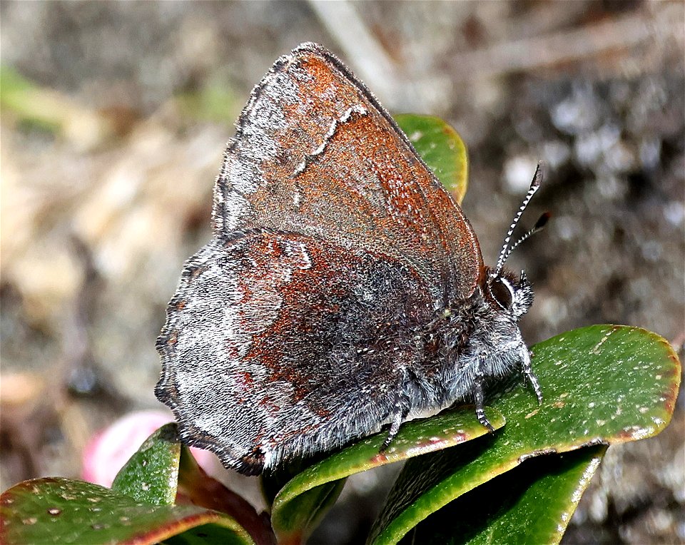 ELFIN, HOARY (Callophrys polios) (04-22-2023) south tolowa dunes state park, del norte co, ca -07