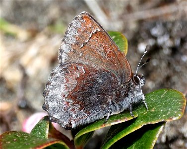 ELFIN, HOARY (Callophrys polios) (04-22-2023) south tolowa dunes state park, del norte co, ca -07