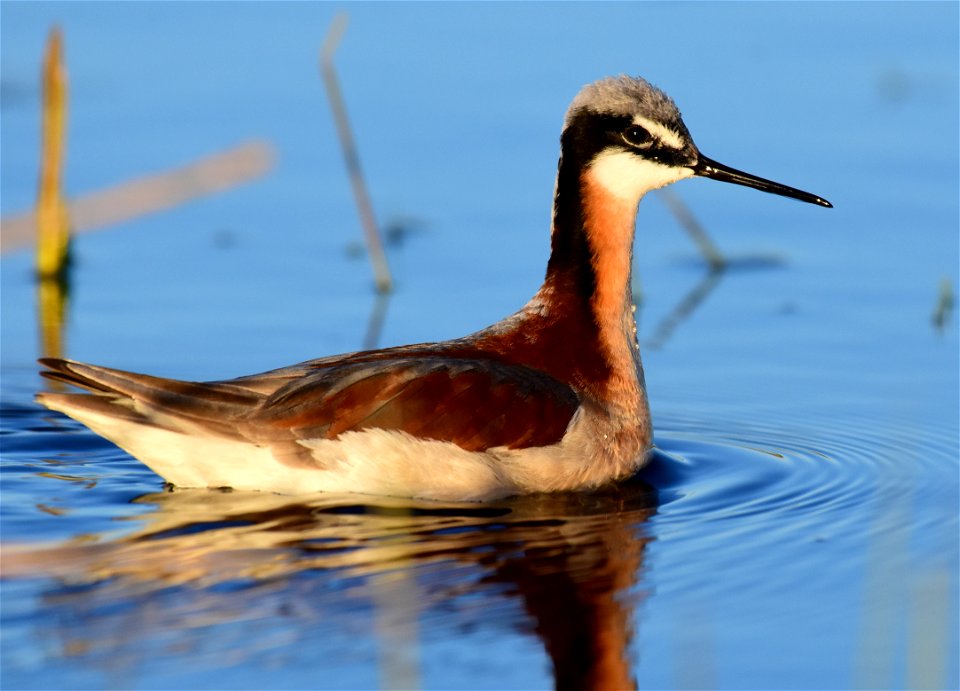 Wilson's phalarope at Seedskadee National Wildlife Refuge
