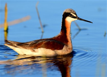 Wilson's phalarope at Seedskadee National Wildlife Refuge