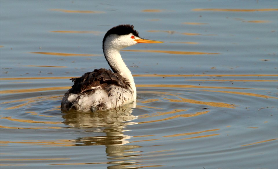 Clarks's Grebe Bear River Migratory Bird Refuge photo