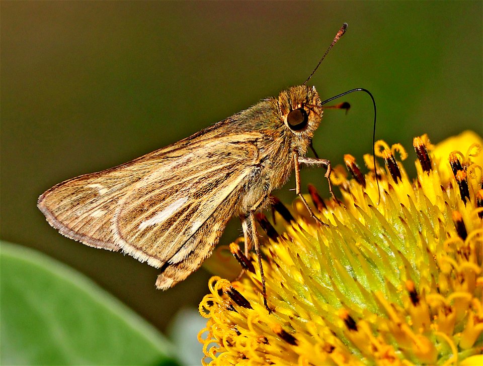 SKIPPER, SALT MARSH (Panoquina panoquin) (05-16-2023) fort fisher state rec area, new hanover co, nc -01