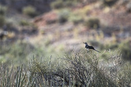 MAY 18 A perching northern mockingbird photo