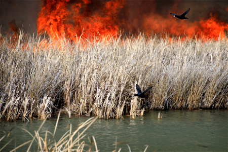 Market Lake Prescribed Fire photo