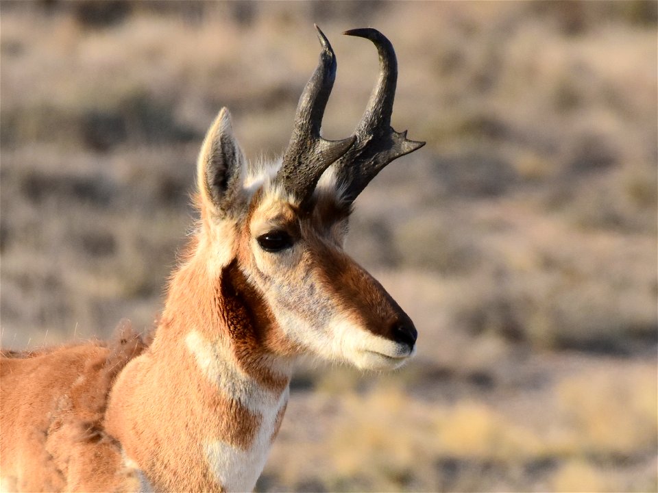 Pronghorn at Seedskadee National Wildlife Refuge