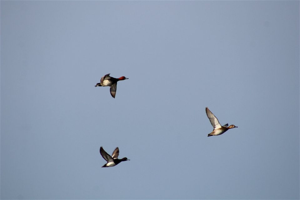 Redheads in Flight Lake Andes National Wildlife Refuge South Dakota