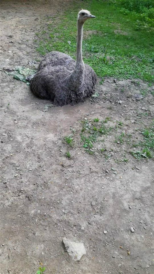 Ostrich