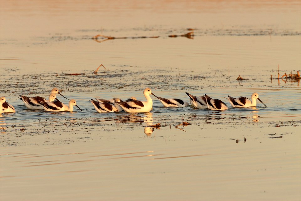 Fall Plumage American Avocets Huron Wetland Management District