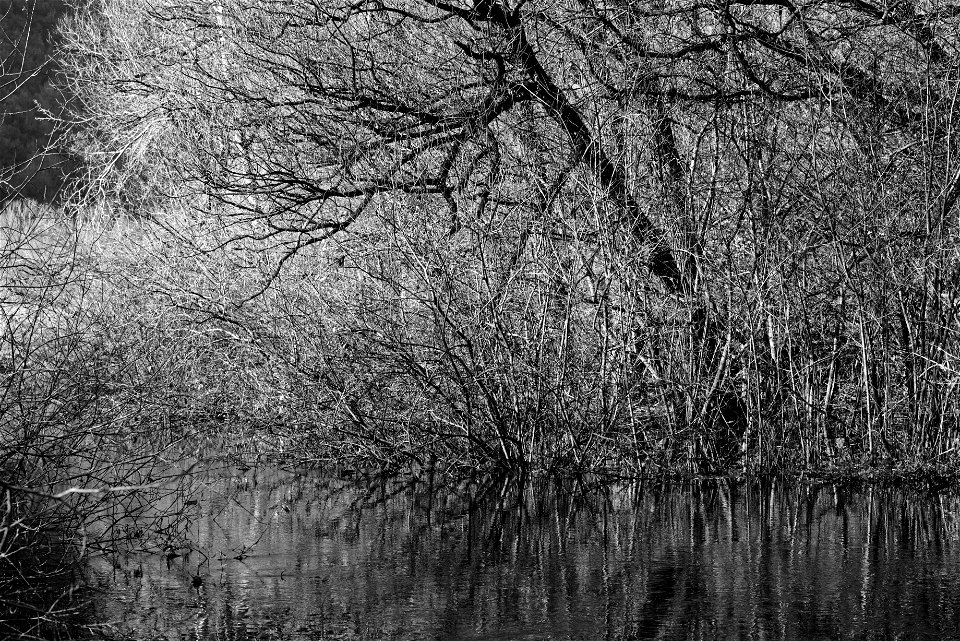 swamp view