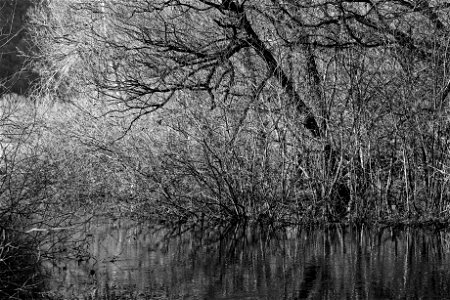 swamp view photo