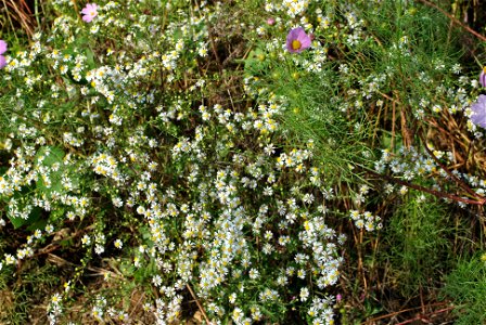 Cosmos Flowers photo