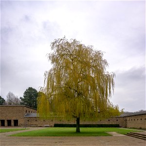 Der Baum vor der Trauerhalle (1) photo