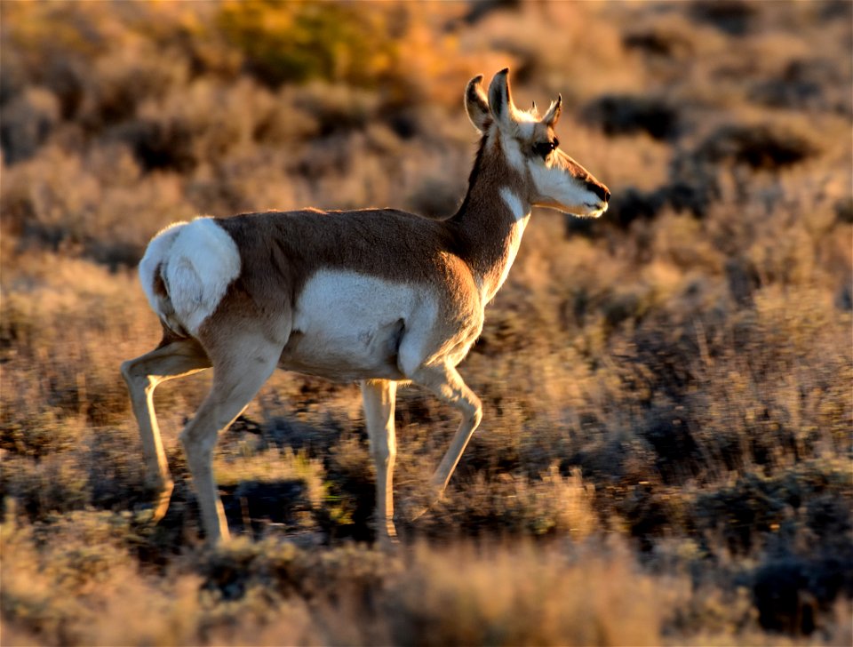 Pronghorn at Seedskadee National Wildlife Refuge